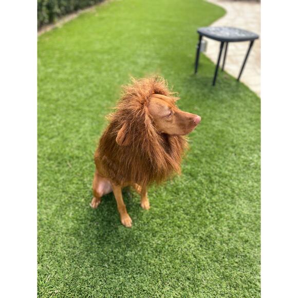 Other - Dog Halloween Costume Wizard of Oz Cowardly Lion's Mane Wig Medium